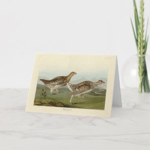 Sharp-tailed Grouse - Audubon's Birds of America Card