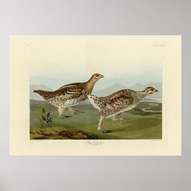 Sharp-tailed Grouse - Audubon's Birds of America Poster (Front)