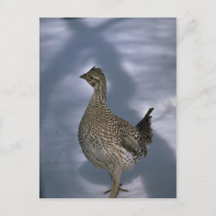 Sharp-tailed grouse postcard