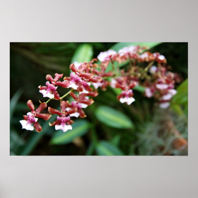 Sharry Baby Oncidium Poster (Front)