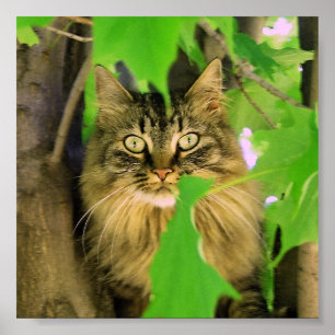Shasta Cat Tree Climber Print / poster