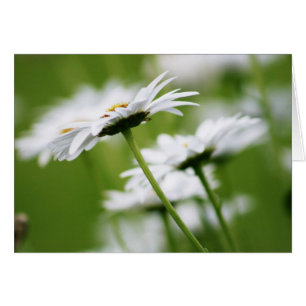 Shasta Daisies