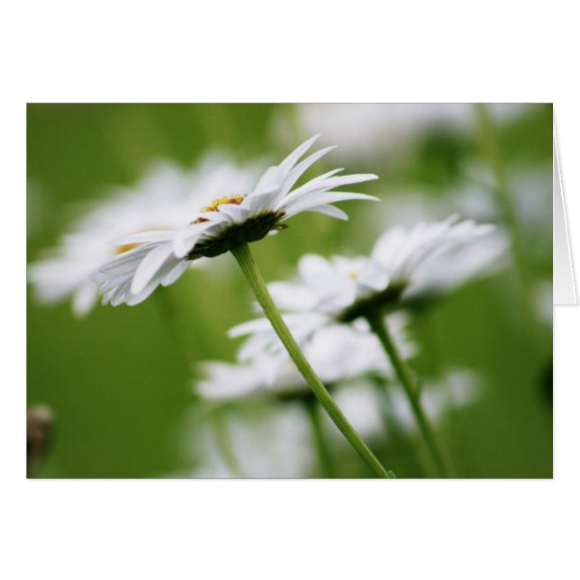 Shasta Daisies (Front Horizontal)