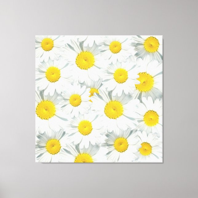 Shasta Daisies Canvas Print (Front)