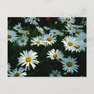 Shasta Daisies II Postcard
