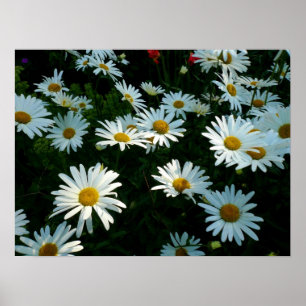 Shasta Daisies II Poster