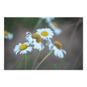Shasta Daisies in the Field Photo Print
