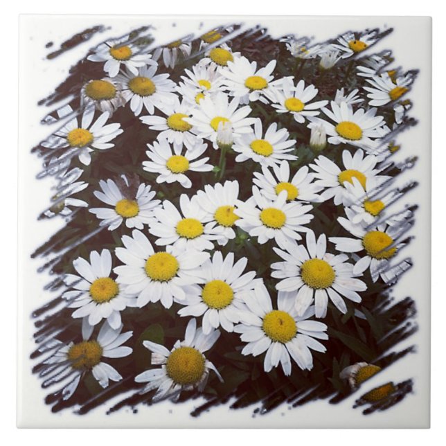 Shasta Daisies Photograph Tile (Front)
