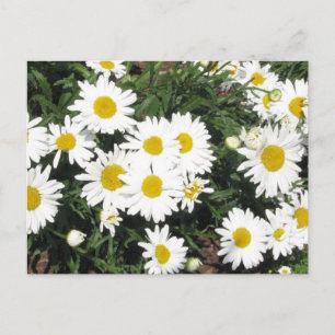 Shasta Daisies Postcard
