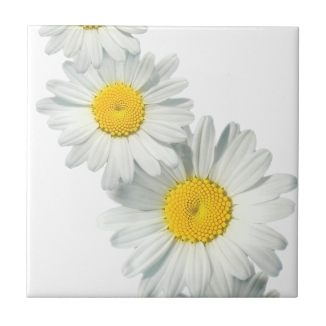 Shasta Daisies Tile (Front)