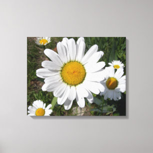 Shasta Daisy (Chrysanthemum maximum) Canvas Print