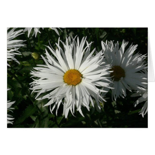 Shasta Daisy Gone Crazy (Front Horizontal)