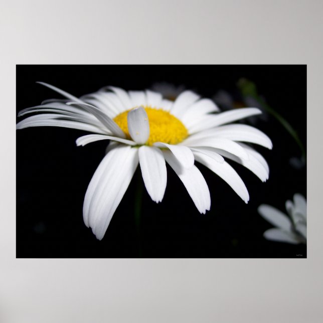 Shasta Daisy Photography Poster (Front)
