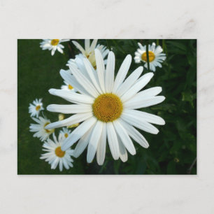 Shasta Daisy Postcard