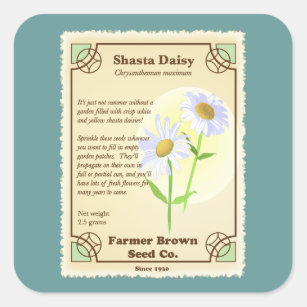 Shasta Daisy Seed Packet Square Sticker