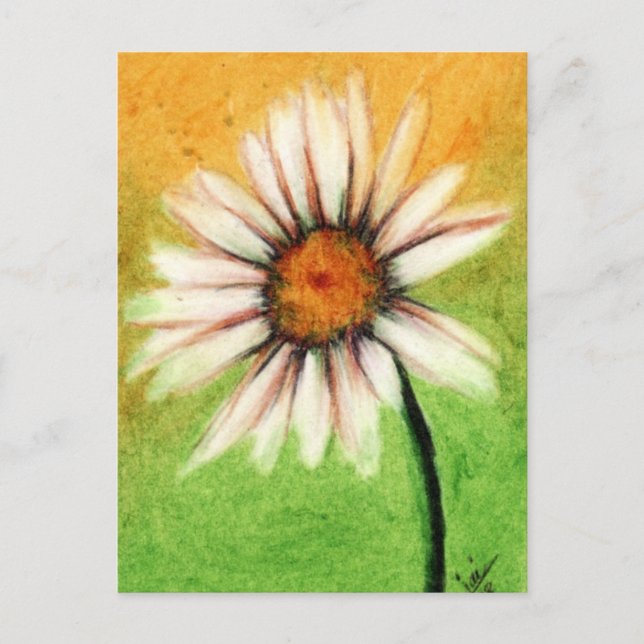 Shasta Daisy V Postcards (Front)