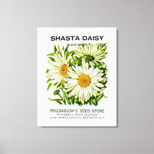 Shasta Daisy Vintage Seed Packet Canvas Print