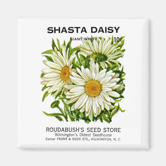 Shasta Daisy Vintage Seed Packet Magnet (Front)