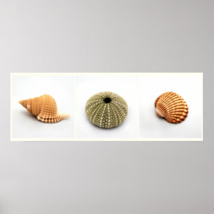 She Sells Seashells Poster