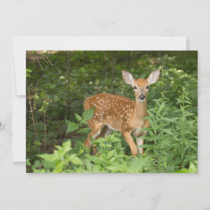 She Still Has Her Spots - Fawn Notecard