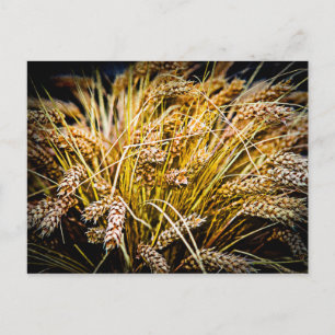 Sheaf Of Wheat - Thank You Postcard