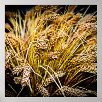 Sheaf Of Wheat - Thank You