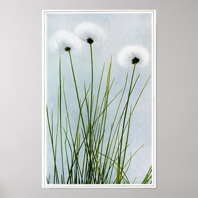 Sheathed Cotton Grass Poster (Front)