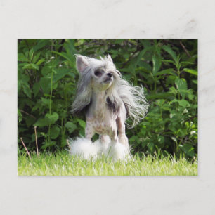 Sheeba Looking Up Postcard