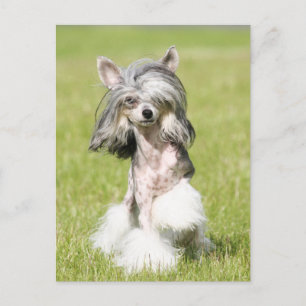 Sheeba Pointing Postcard