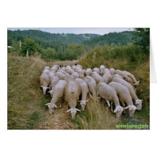sheep