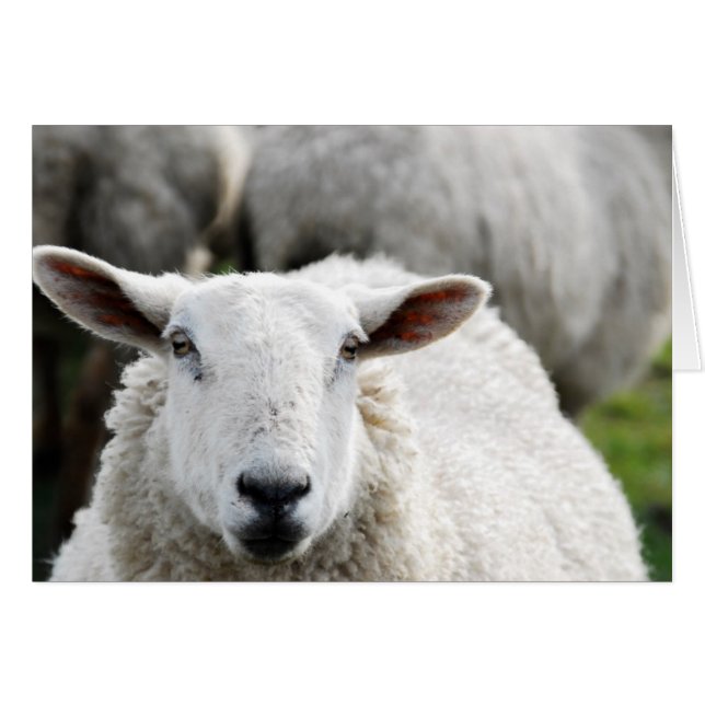 Sheep (Front Horizontal)