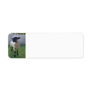 Sheep