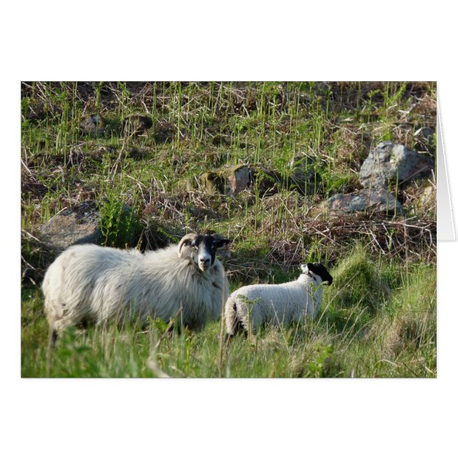 Sheep and Lamb in Northumberland England (Front Horizontal)