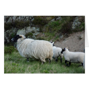 Sheep and Lambs in Northumberland England