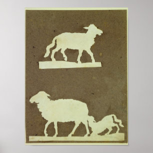 Sheep and Sheep with Lamb Poster