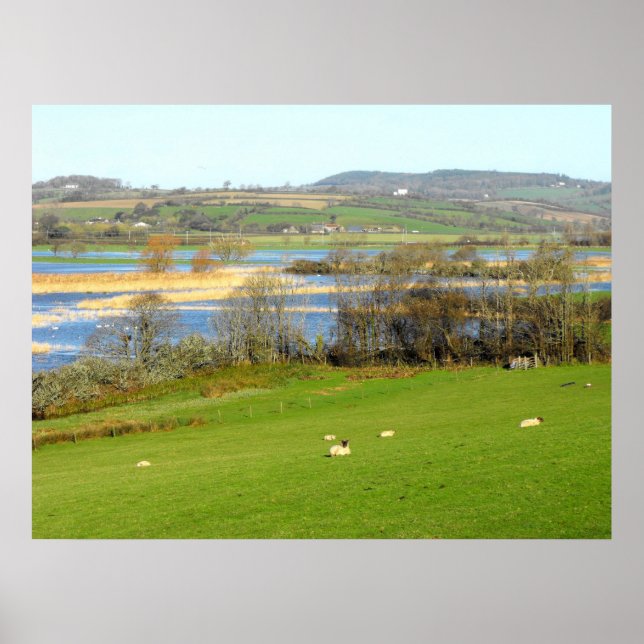 Sheep and the flooded River Exe Poster (Front)