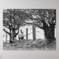 Sheep and trees black and white photograph