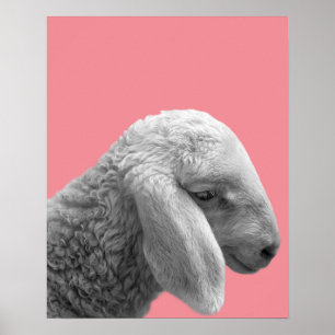 Sheep animal farm photo nursery kids room poster