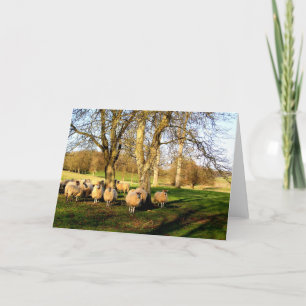 Sheep at Easter in Somerset Holiday Card