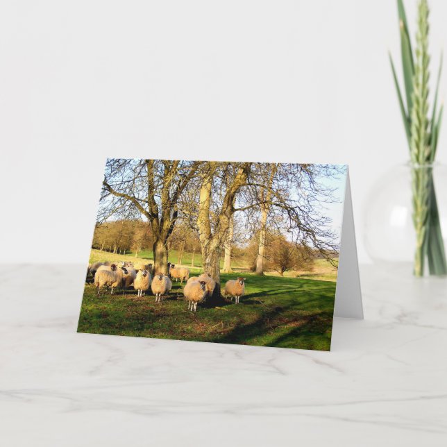 Sheep at Easter in Somerset Holiday Card (Front)