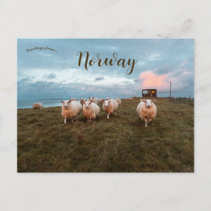 Sheep at Sunset in Jæren Norway Postcard