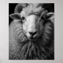 Sheep Black and White Close-Up Wall Art