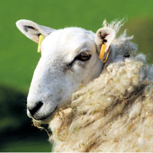 SHEEP BOTTLE OPENER
