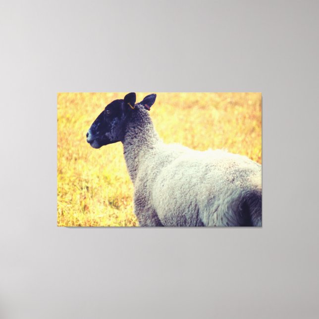 Sheep Canvas Print (Front)