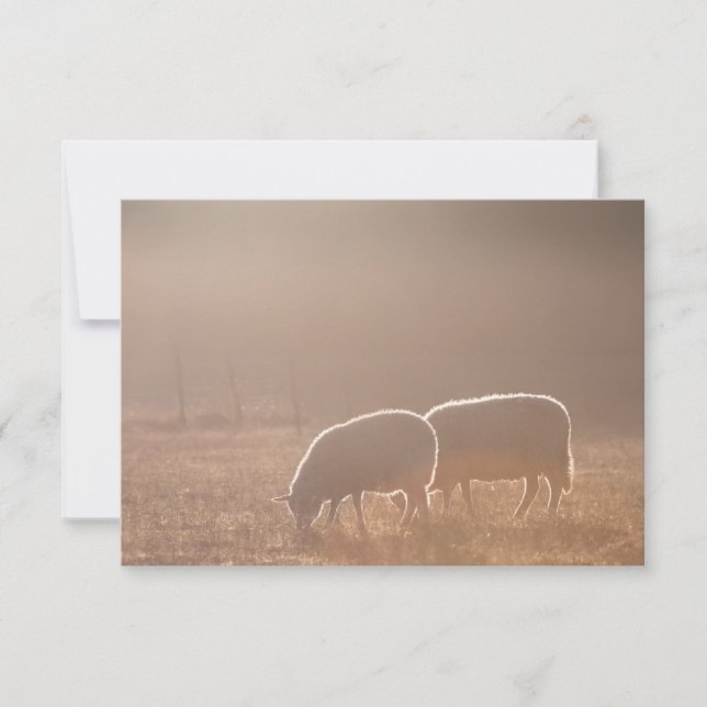 Sheep Card (Front)