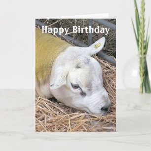 SHEEP CARD