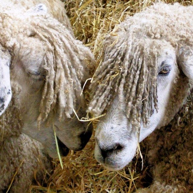 SHEEP COASTER (Creator Uploaded)