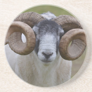 Sheep Coaster