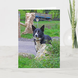 Sheep Dog in Scotland Card