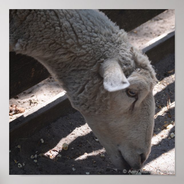 sheep eating popcorn poster (Front)